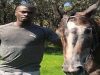 Présence dans un hippodrome à Marseille: MBaye Niang condamné à payer 1.500 euros